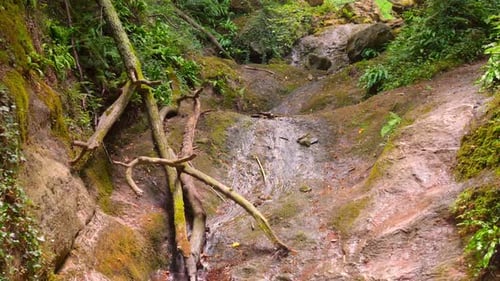 Kleiner Bach in tropischen Wäldern im Sommer. Aufnahme nach unten kippen