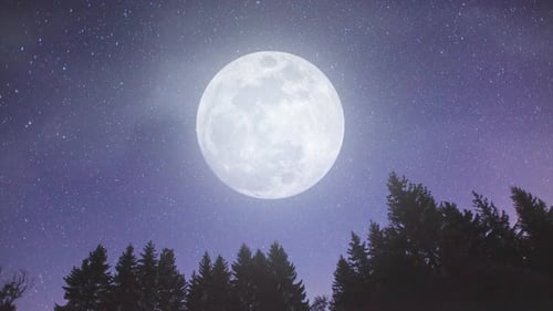 Bright Full Moon Over Pine Trees in Starry Night Sky