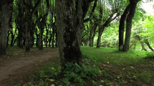 Spooky woodland wilderness trail panning across lots of forest trees