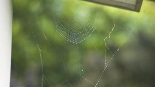 Close up of Spiderweb in the Daytime