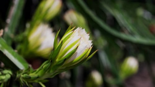 Blühende Blume, Blumen blühen