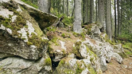 Stone Stairs Among Green Forest