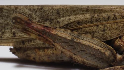 Makrowanze — Grashüpfer, Nahaufnahme von Textur, Exoskelett und Flügeln