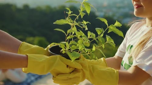 Close Up Hands Holding Young Tree Plant Landscape on the Background Leaf Earth Agriculture Nature
