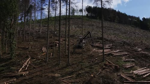 Walderntemaschine beim Sägen von Bäumen in einem Wald. Forstliche Baumerntemaschine im Wald auf Rodung von