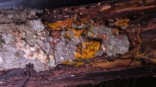 Slime mold time lapse