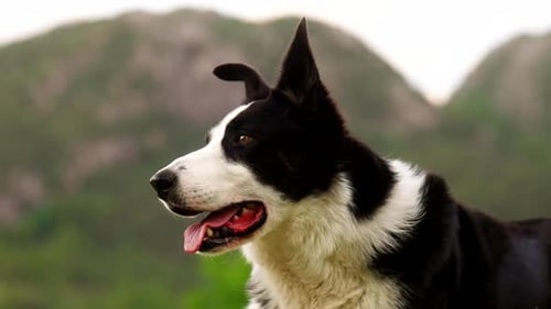 Close-up Portrait Of An Intelligent Border Collie Sheepherding Dog Breed.