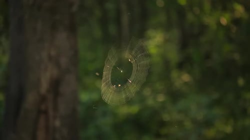 Small spider spins beautiful spiral web of silk in green forest, last sun rays illuminate the intric