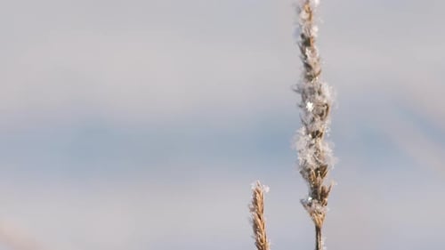 Snow has fallen on the dry grass