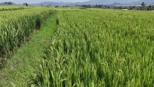The rice fields