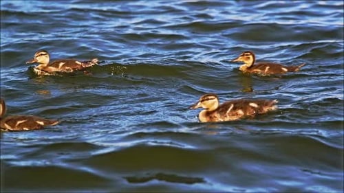 Lustige kleine Entenküken schwimmen an sonnigen Tagen im Teichwasser
