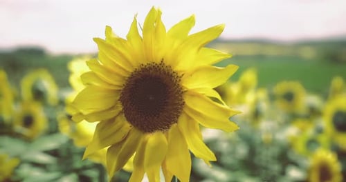Des tournesols éclatants fleurissent dans un champ luxuriant pendant une journée ensoleillée