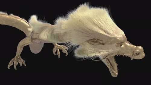 A Flying Golden Chinese Dragon with Long Gold Fur