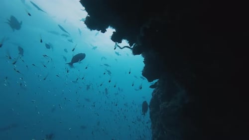 School of baitfish hides under the rock. Underwater deep sea scene with tiny fish