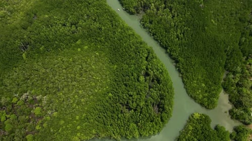 Aerial drone of dense mangrove forest and river