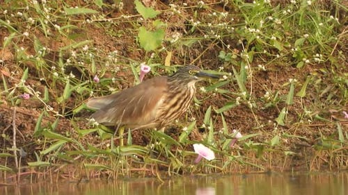 Pond heron in pond waiting for pry.
