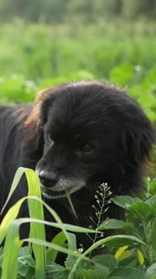 A Carnivorous Dog Breed Eating a Green Plant in the Grass