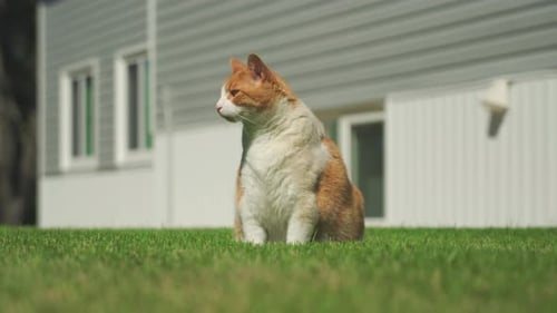 Grand chat orange assis sur l'herbe regardant autour de lui