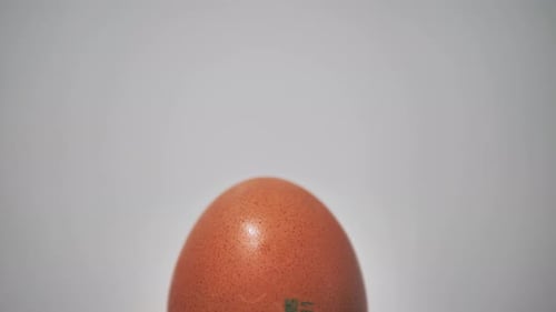 Egg Isolated