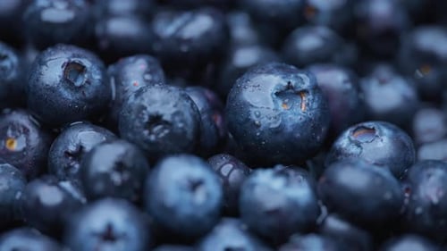 Macro shot of fresh organic blueberries covered in water drops