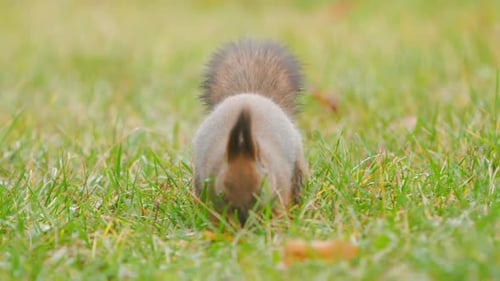 Squirrel Looks for Food in Green Grass of Lawn in Park