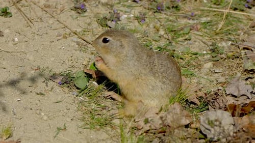 Nahaufnahme eines Spermophilus-Eichhörnchens, das an einem sonnigen Tag draußen in der Wildnis isst