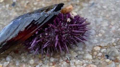 Un oursin violet caché sous une carapace de moule vide. Se déplace lentement lorsque le corps est exposé hors de t