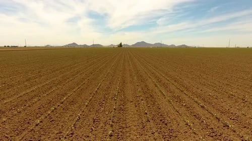 Drone shot of flying down the crop rows on a farm