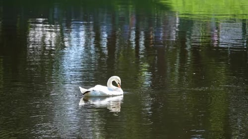 Cygne élégant glissant paisiblement sur des eaux tranquilles à l'aube