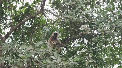 Monkey ape primate sitting on branch in jungle rainforest trees, exotic landscape nature