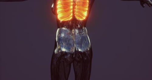 3D Animation of Human Lungs Breathing in a Transparent Body