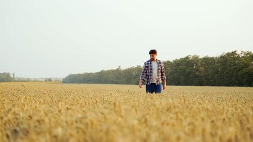 Agronomist Examining Cultivated Cereal Crop Walking in Wheat Field Farmer Inspects and Touches Ripe