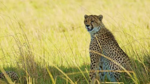 Alert Cheetah Sitting in Tall Grasslands