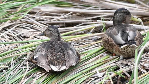 Nahaufnahme einer Stockente oder Wildente Anas platyrhynchos