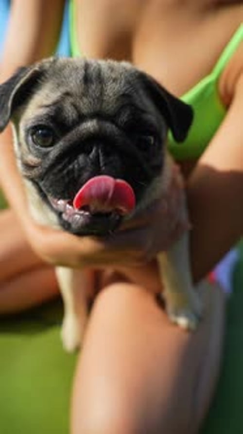 A Park on a Summer Day Sets the Stage for a Young and Pretty Girl to Have Fun with Her Pug Dog