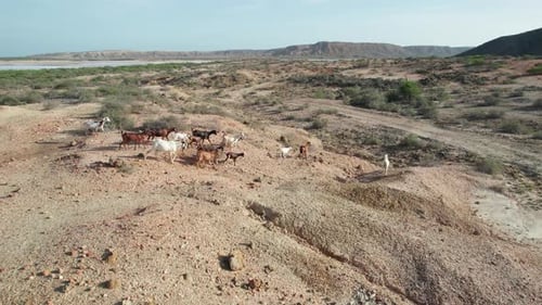 Aerial View of Goat Herd Roaming Arid Araya Desert in Venezuela