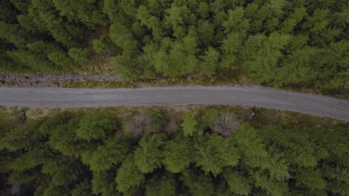Empty Asphalt Road Between Dense Spruce Trees Along Hillside. Aerial Topdown