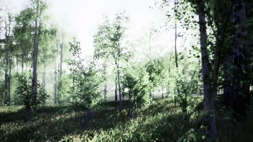 Serene Morning Woodland Landscape Gentle Dawn in Tranquil Forest Setting