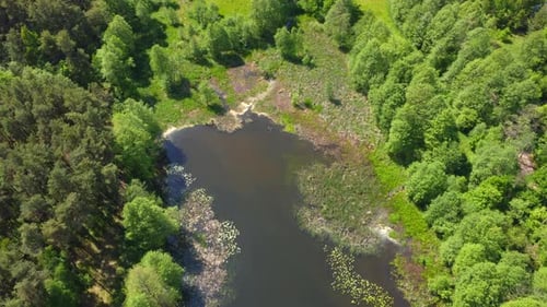 Pond between the trees