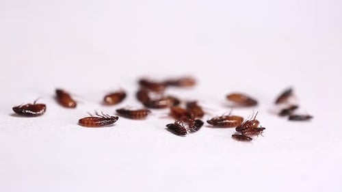 Fleas Die from Repellents Animal Background