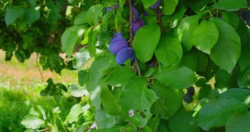 The Harvest of Plums