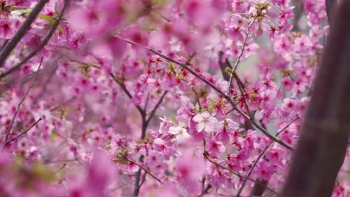 photo de magnifiques cerisiers roses