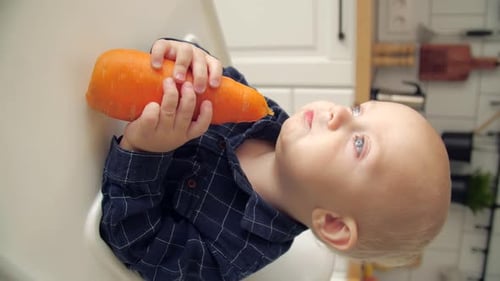 Baby Enjoys Carrot Stick Snack in High Chair