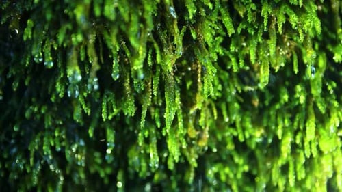 Vibrant Green Moss with Water Droplets Close Up