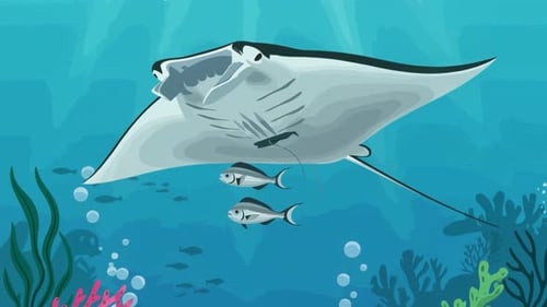 Mantarochen, Schwimmen, Unterwasser, Meereslebewesen, Stachelrochen, Wassertiere, Zeichentrickfilme