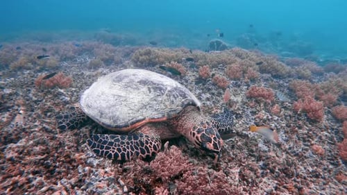 Beautiful Sea Hawksbill Turtle Swim in Wildlife Water Ocean Reef Closeup