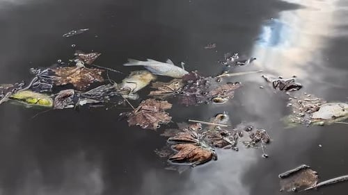 Umweltverschmutzung führt dazu, dass tote Fische und Blätter im Seewasser schwimmen