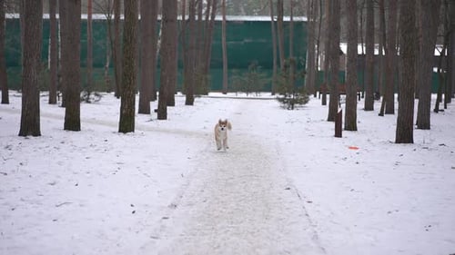 Wide Shot Alley in Winter Forest with Joyful Dog Running in Slow Motion to Camera Leaving Front View