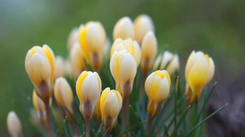 Krokusse blühen im frühen Frühling