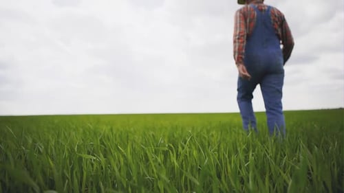 Old Seasoned Farmer Walking in a Field of Green Grass on a Background Boundless Horizon and Sky